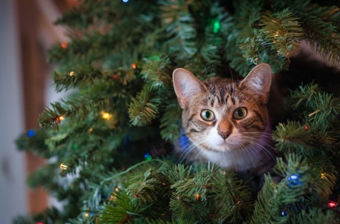 Find the Perfect Christmas Tree and Ornament Set